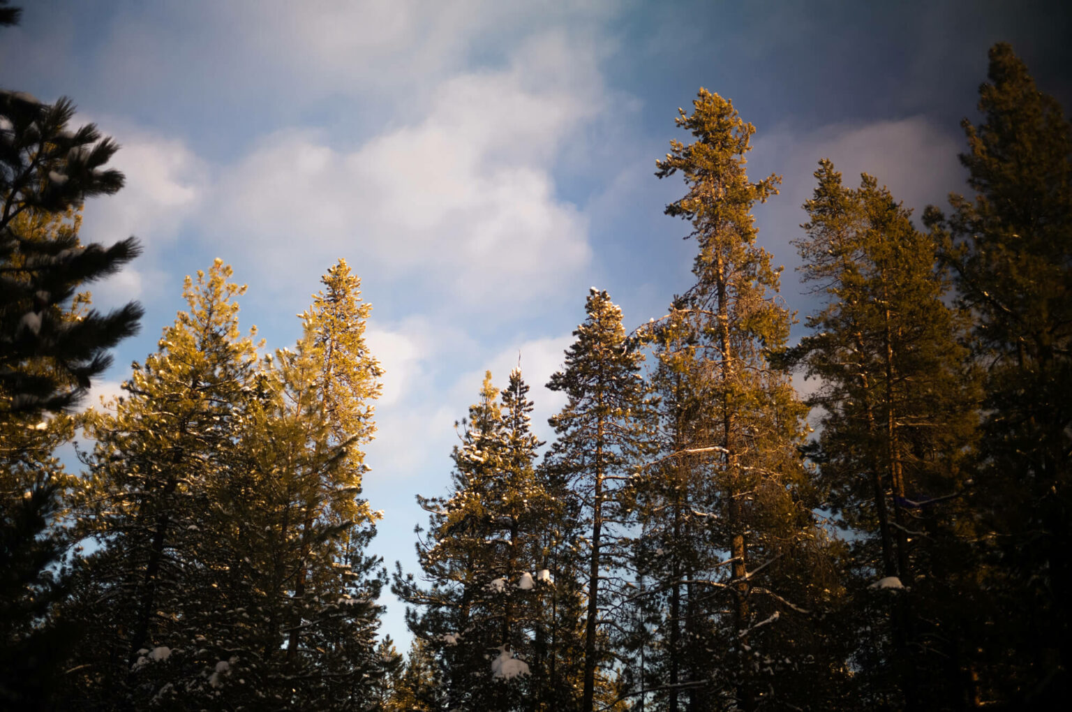 Explore exciting careers with wood The Ultimate Renewable™