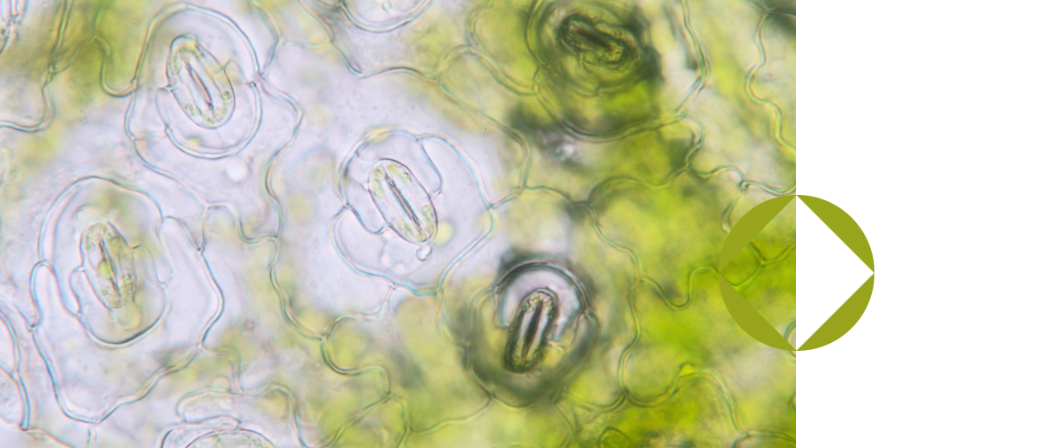 Image of plant cells under microscope with vibrant greens and blues.