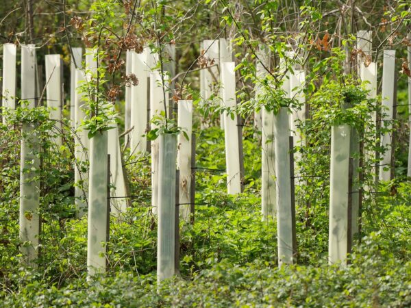 Rows of tree saplings