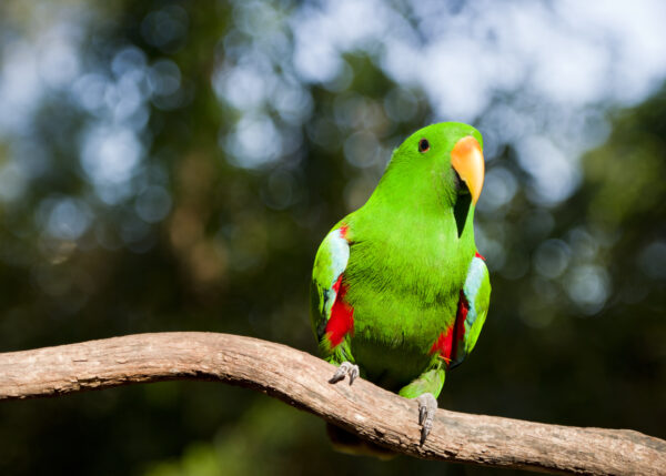 Bright green swift parrot