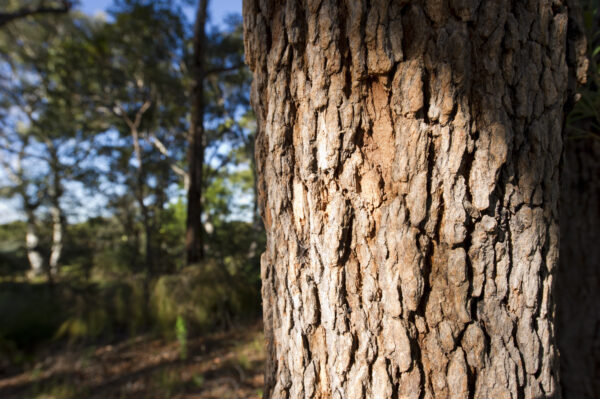 Close up of tree trunk in forest