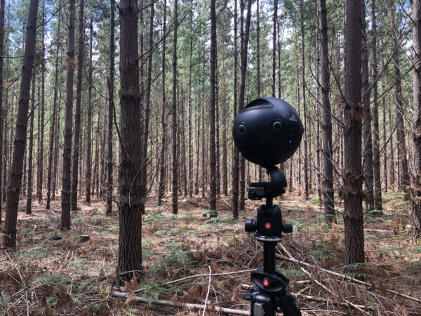 VR Camera aimed at forest