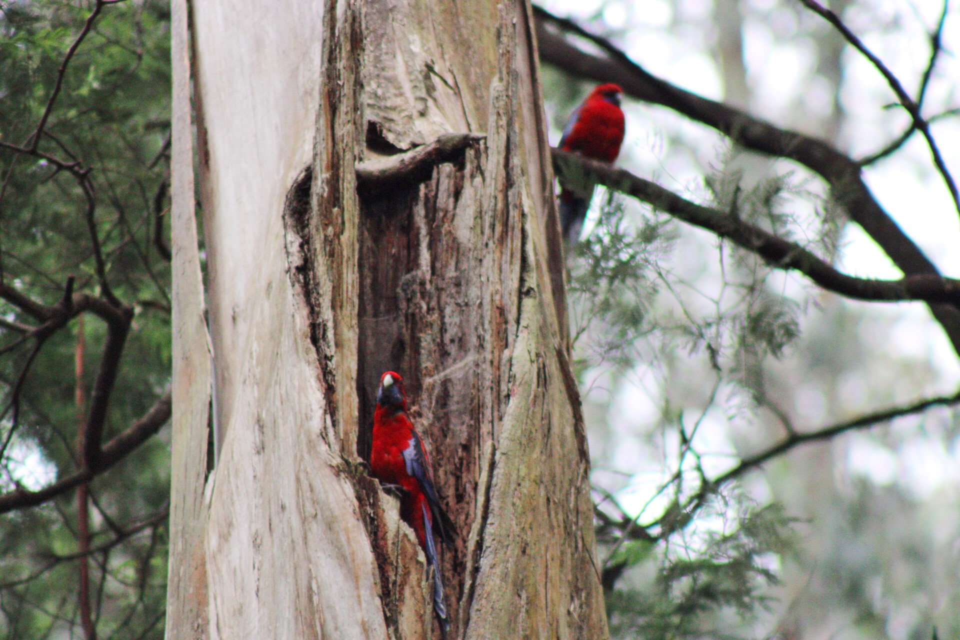 Two rosellas sitting in a tree