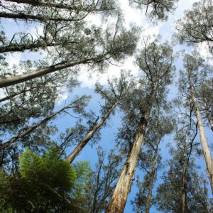 View looking up at tree tops